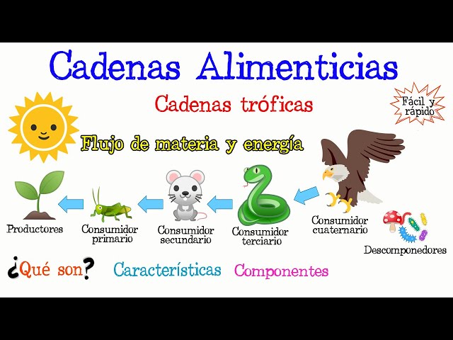🐅What are Food Chains?🌿 [Easy and Fast] | BIOLOGY |