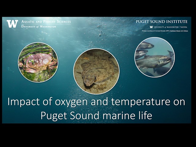 Impact of oxygen and temperature on Puget Sound marine life 09.10.26