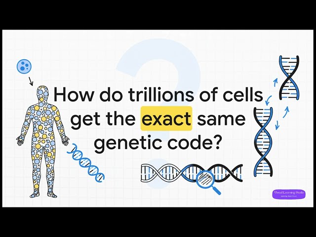 DNA Replication 3D: How Genes Copy | Biology Class 12