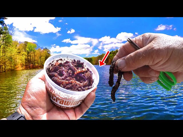 Catching Dinner With Worms! How To Find & Catch Bluegill & Shellcracker