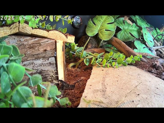 ball python