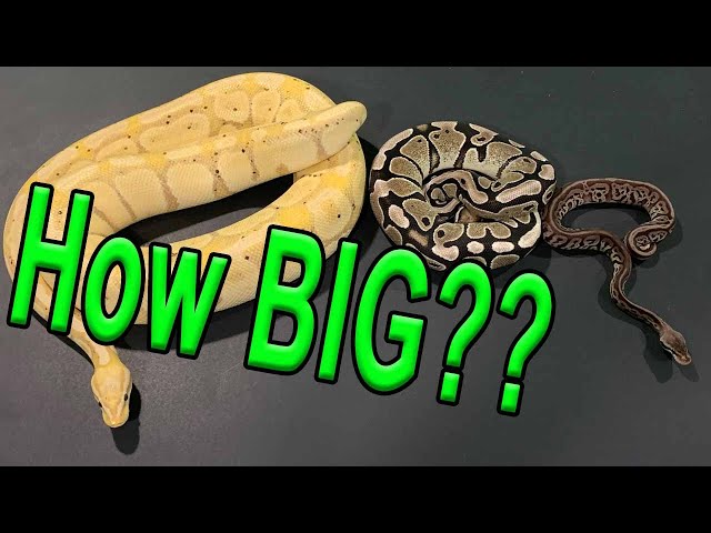 Ball Python Size?!
