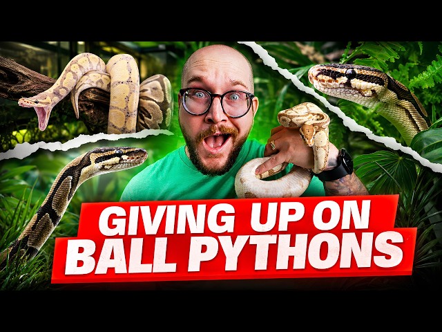 Everyone is GIVING UP on Ball Pythons! Here's Why