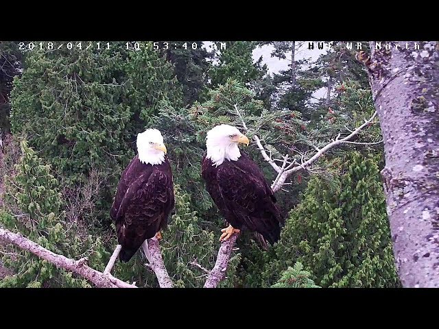 Live Bald Eagle Nest Stream - White Rock North Hancock Wildlife Foundation