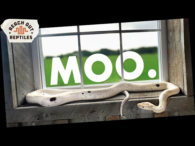 Morph Spotlight | COW Retics!
