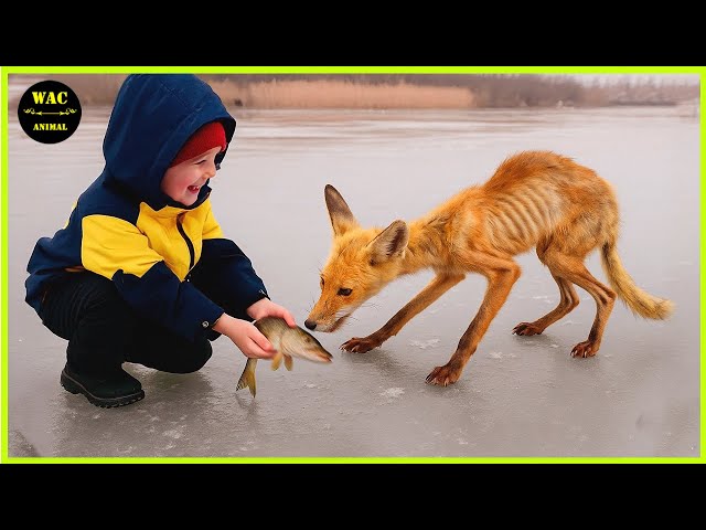50 Animals That Asked People for Help & Kindness Caught On Camera !Best moment of 2025! #181