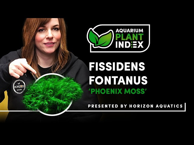 Fissidens fontanus Care Guide | The Ultimate Moss for Aquascaping?