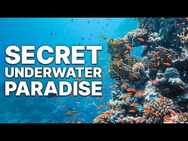 Secret Underwater Paradise | Islands of Indonesia
