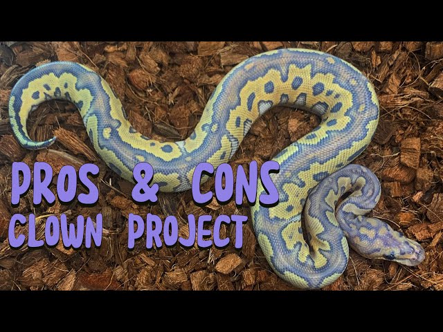 PROS & CONS OF THE CLOWN BALL PYTHON PROJECT