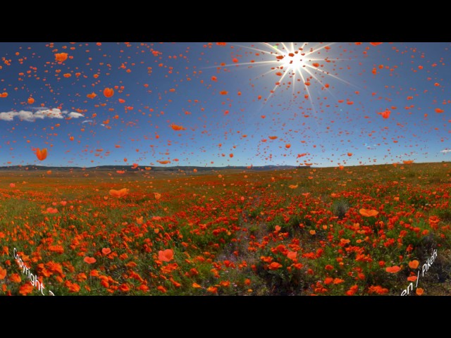 Poppy Field 360º