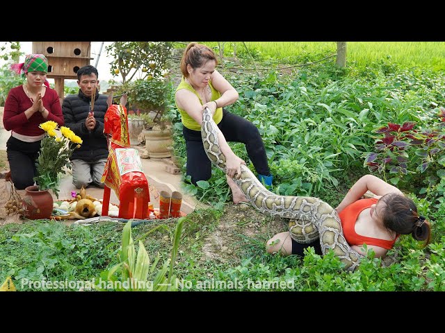 72 hours of confronting a giant python that invaded the farm–giant python lurks beside young girl