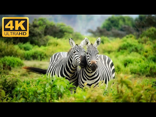 1 Hour of Stunning 4K Zebra Footage with Relaxing Music for Ultimate Relaxation and Sleep