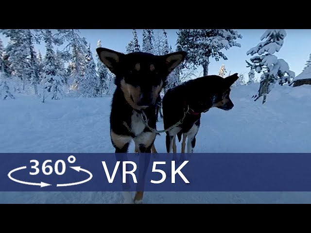 Ever wondered what is like to watch dog sledding in 360 VR POV join us in a beautiful winter scenery