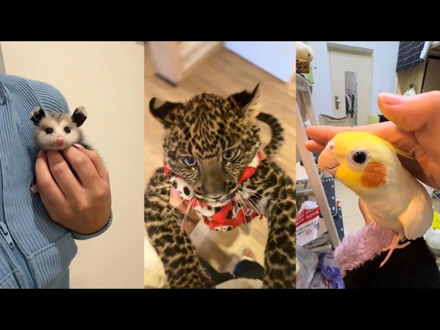 Moved to tears#lovestory #animals #rescue #love #cute #cats #parrot #wildlife #wildrescue