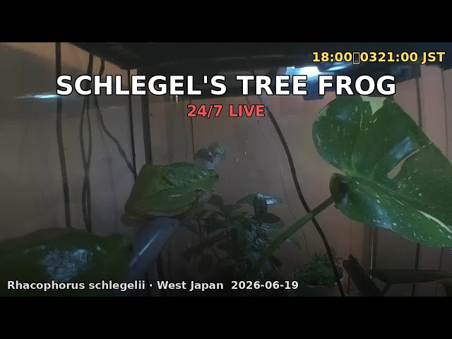 Schlegel's Green Tree Frog 24/7 Live Cam 🇯🇵 Rhacophorus schlegelii — Realtime Enclosure · West Japan