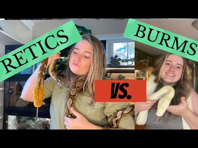 Who’s the Better Pet: Reticulated Python V. Burmese 