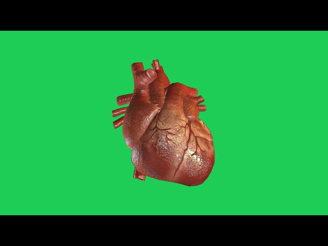 Human Heart Beating Animation Green Screen With Sound Effects (Download link in description)