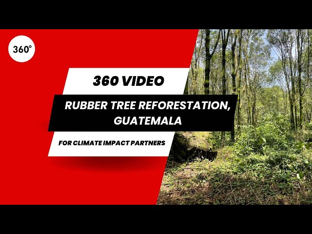 Sustainable Rubber Tree Reforestation, Guatemala for Climate Impact Partners