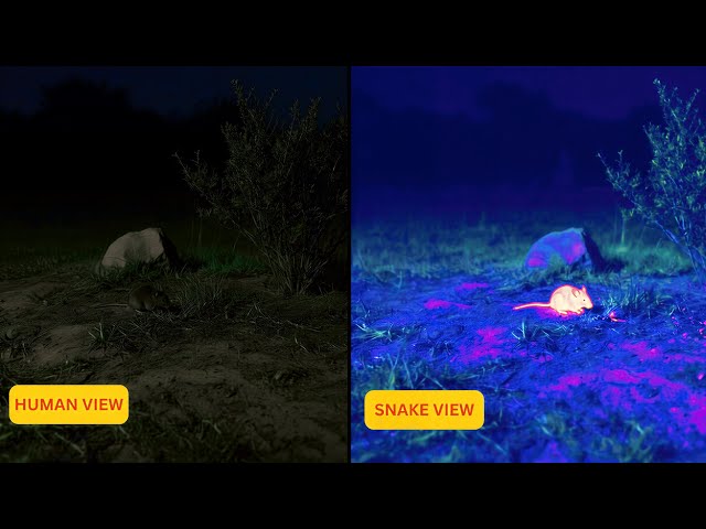 How 50 Different Animals See The World 👁️ | Human vs Animals Vision