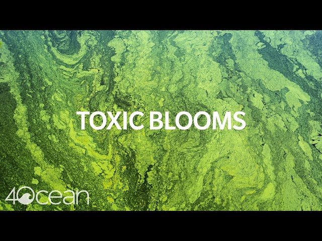Toxic Algae Blooms