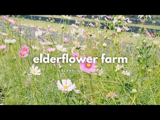 ELDERFLOWER FARM and LAKE WYARALONG, Kalbar - Queensland