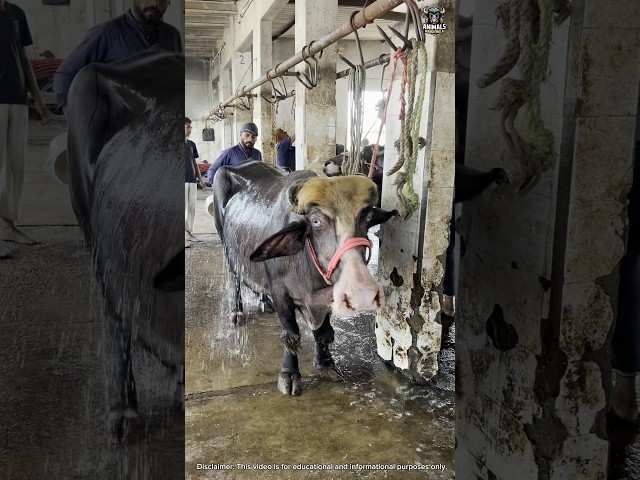 Slaughterhouse Hungama 🔥 | Real Cutting & Clean Work 2025