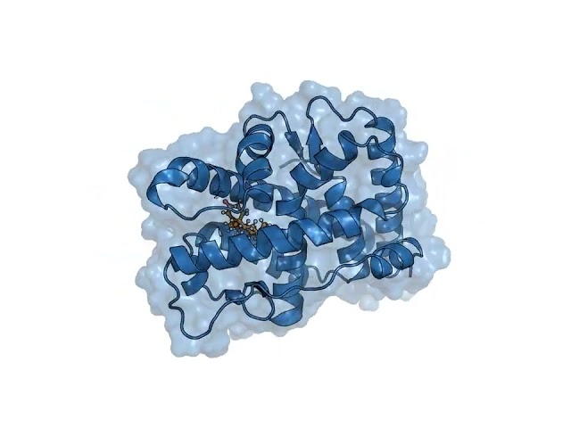 Testosterone Bound to Androgen Receptor: 3D Visualization Simulation