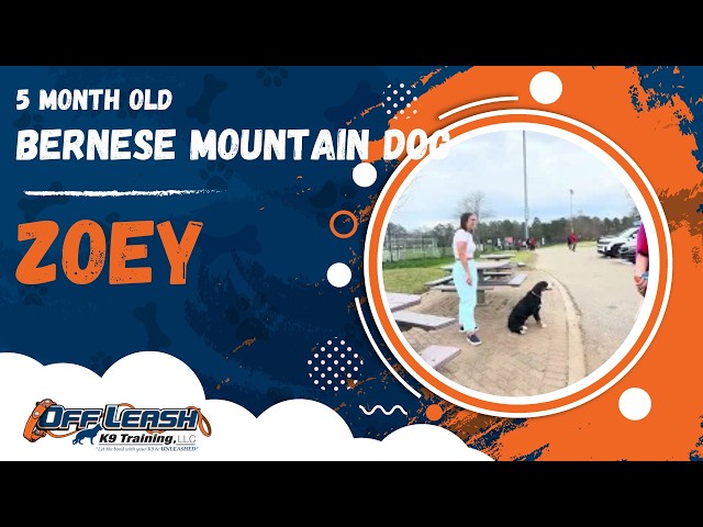 Zoey | 5 Month Old Bernese Mountain Dog | Off Leash K9 Training, Georgia
