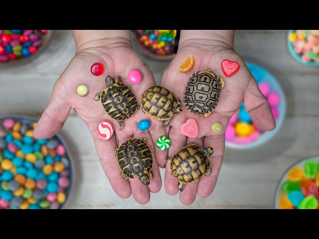 BITE-SIZED BABIES! It's Tortoise Hatching Season at Garden State Tortoise