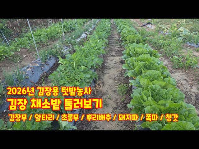 김장용 텃밭농사 김장 채소밭 둘러보기. 김장무, 알타리, 초롱무, 뿌리배추, 돼지파, 쪽파, 청갓. 자팜쿡