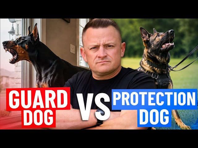 Do You REALLY Need a $150,000 Protection Dog?!
