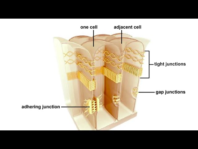 Animal cell junctions Animation