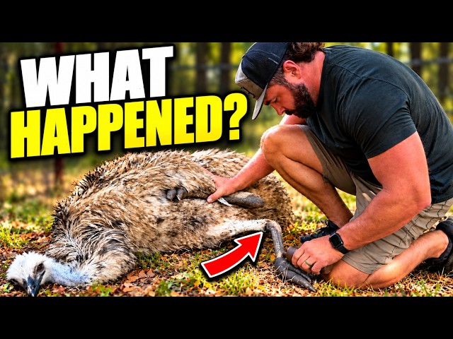 Charlie is Down but Not Out!