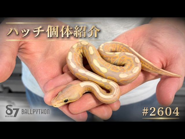 ハッチ個体紹介 【2604】