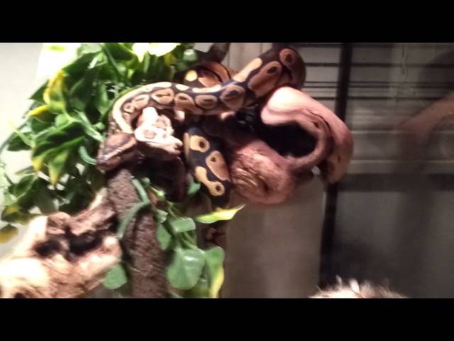 Ball python 75 gallon tank set up