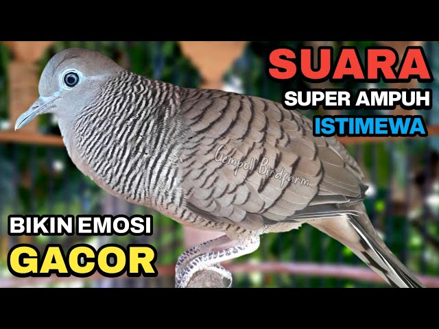 Perkutut Lokal Gacor Suara Besar Pancingan Burung Perkutut Agar Cepat Bunyi.