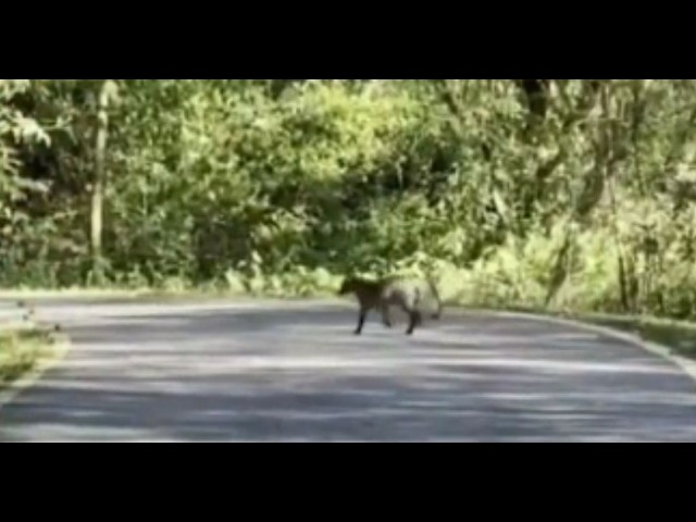 Aguara´i es visto en el Parque Guasu Metropolitano de Asunción