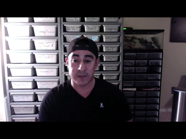 LIVE AEP AUCTION