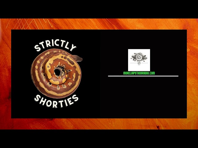 Breeding Short-tailed Pythons w/Matt Minetola