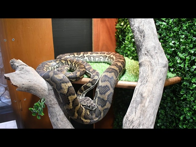 Custom made coastal carpet python enclosure + setup!!
