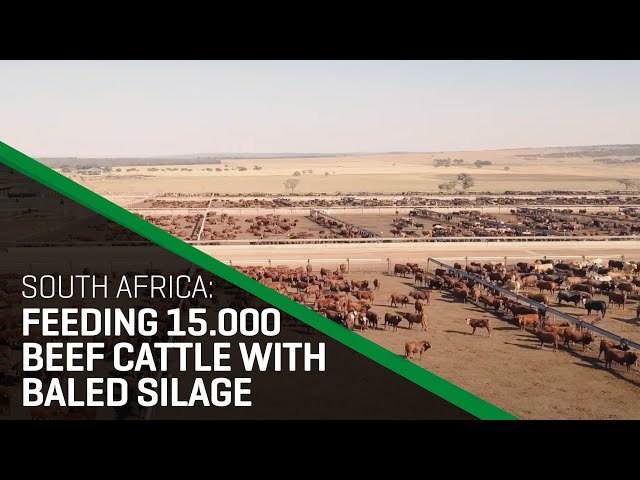 Insight in a South African feedlot | Increasing live weight gain with Orkel bales