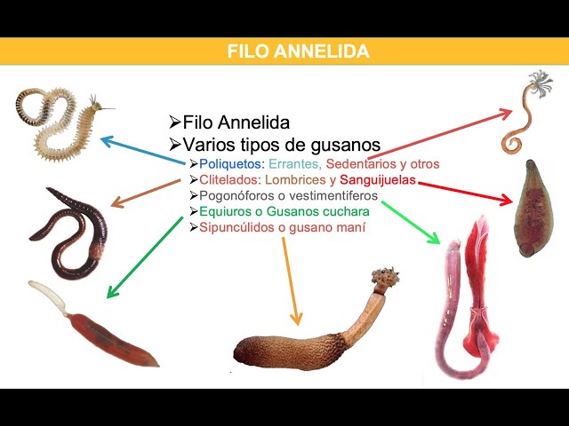 Annelida
