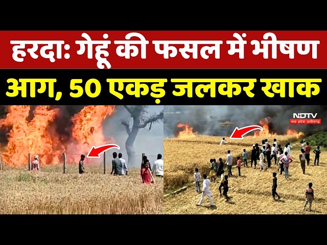 Harda: Massive fire in wheat crop, 50 acres burnt to ashes! Madhya Pradesh | Breaking News | Whea...
