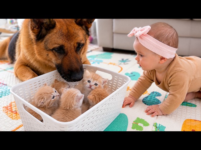 German Shepherd and Baby Meet Tiny Kittens for the First Time