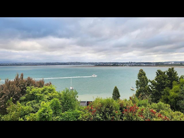 🟢 24/7 LIVE: Beach Haven in Auckland New Zealand | Sea Views, Coastal Birds & Sunsets | NO ADS