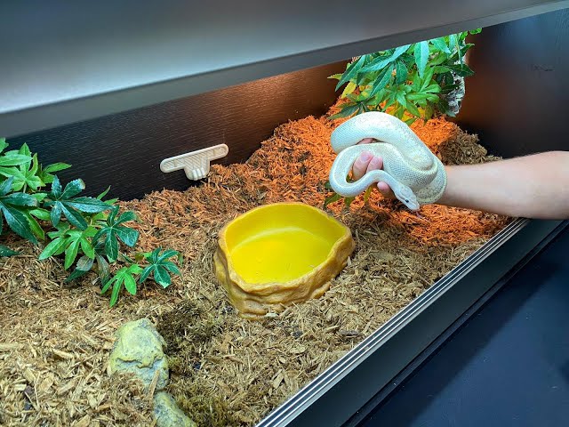 Platinum Royal Python Kit
