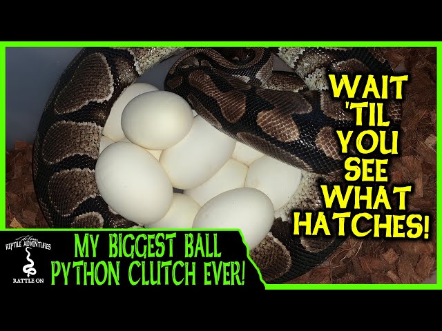 MY BIGGEST BALL PYTHON CLUTCH EVER! Wait until you see what hatches!