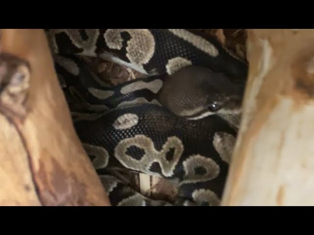 Showing All snakes smallest- biggest 