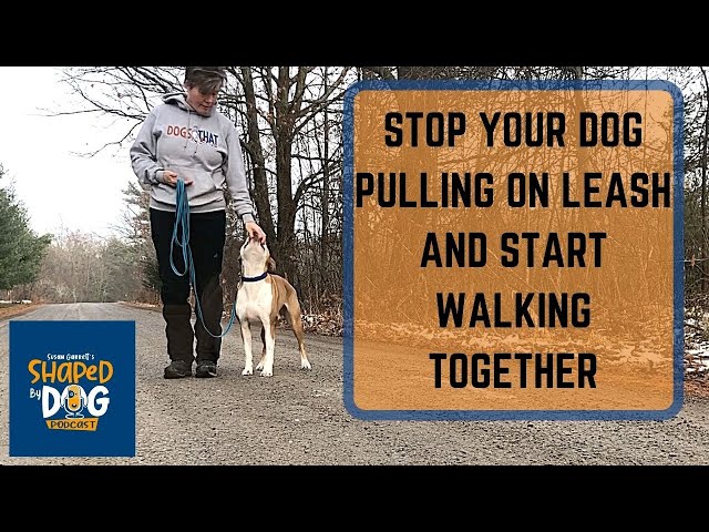Stop Your Dog Pulling on Leash and Start Walking Together #53