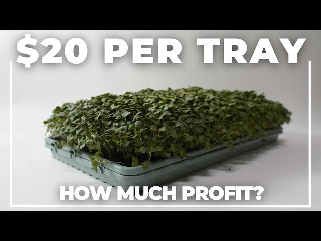 The Real Numbers: $400K Microgreens Business (20% Profit Margin)